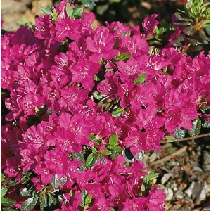 Japanische Azalee Purpurtraum mit purpurfarbenen Blüten, Zwerg Alpenrose für den Garten.