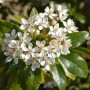 Nahaufnahme der Orangenblume (Choisya ternata) mit weißen Blüten und grünen Blättern.