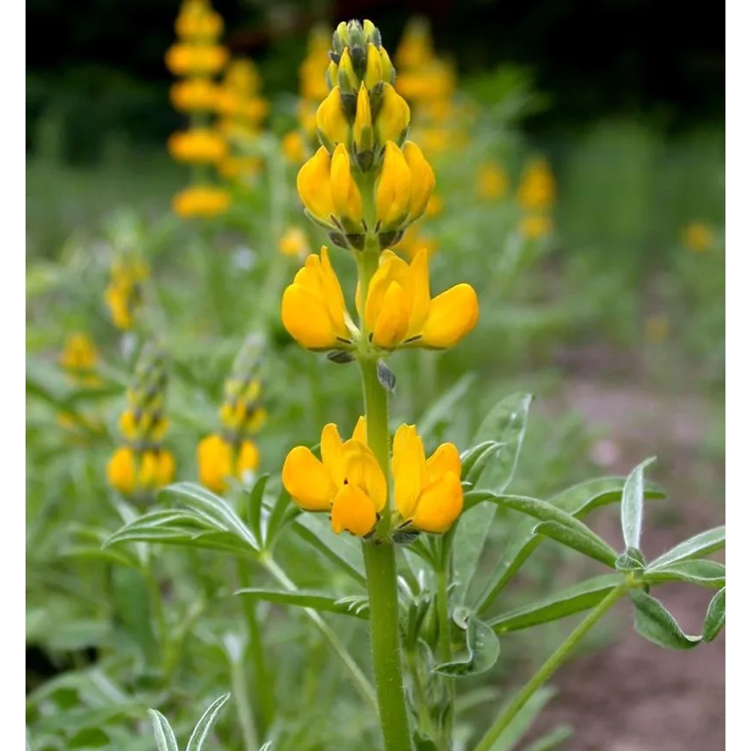 Gelbe Strauch Lupine - Lupinus arboreus