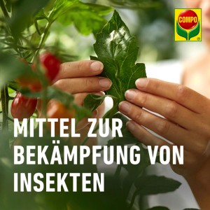 Anwendung von Compo BIO Insekten-frei Neem an Tomatenpflanze. Mittel gegen Ungeziefer.