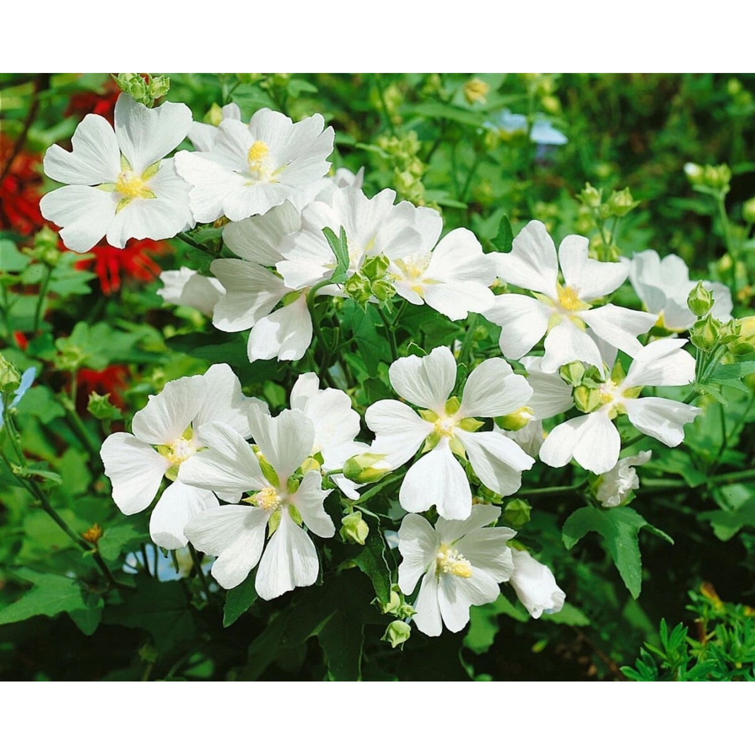 Lavatera X Olbia Strauchpappel White Angel Ca 11x11 cm Topf günstig online kaufen