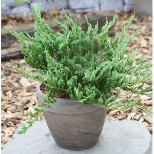 Blauer Kriechwacholder Blue Chip (Juniperus horizontalis) im Topf.