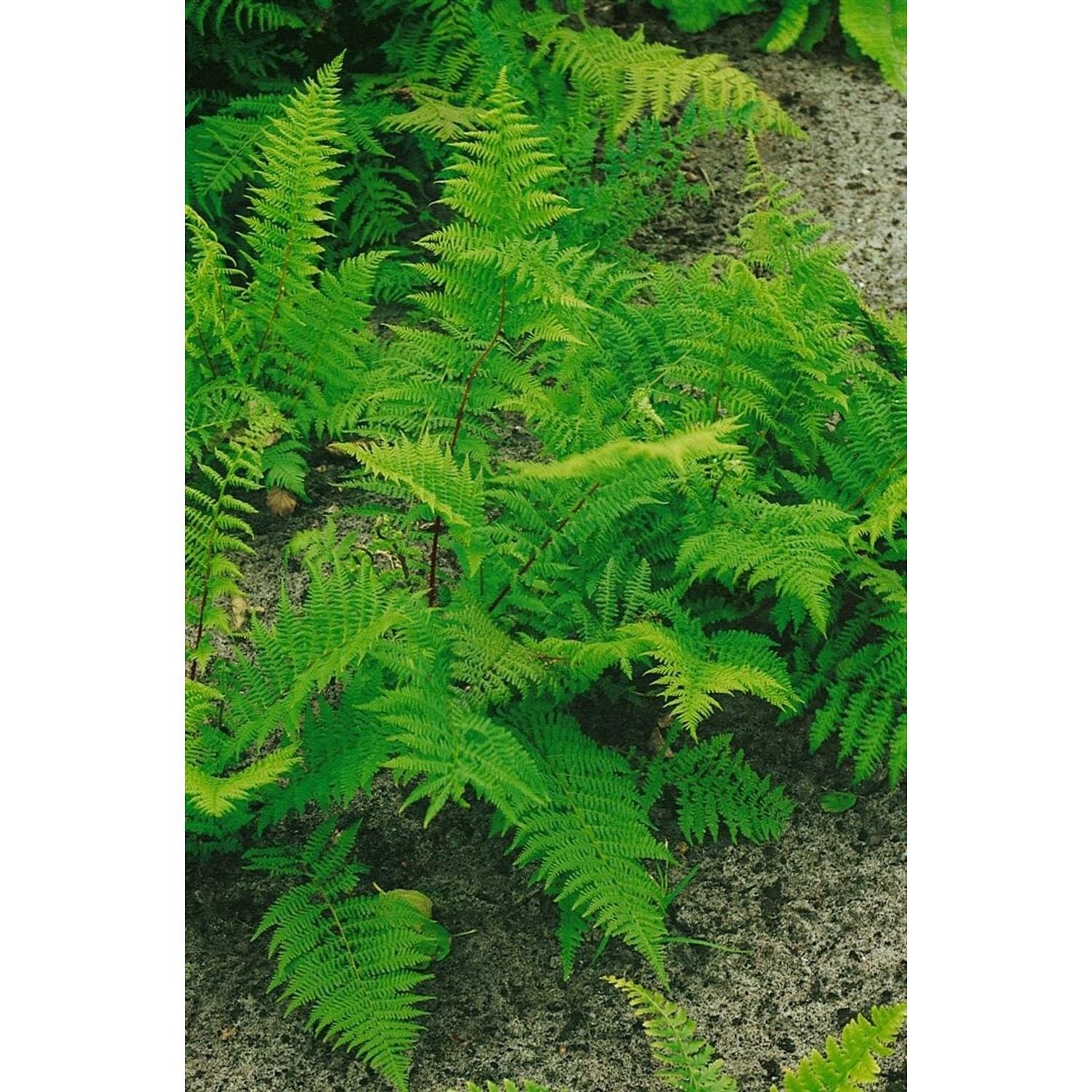 Athyrium Filix-femina Rotstiel Frauenfarn Ca. 9x9 cm Topf günstig online kaufen