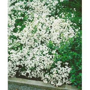 Sumpfschafgarbe 'The Pearl' mit üppigen, weißen Blüten im Beet.