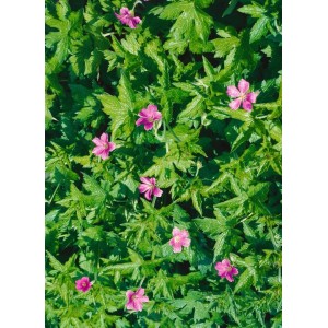 Sumpf-Storchschnabel (Geranium Palustre) im 9x9 cm Topf mit rosa Blüten und grünen Blättern.