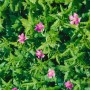 Sumpf-Storchschnabel (Geranium Palustre) im 9x9 cm Topf mit rosa Blüten und grünen Blättern.