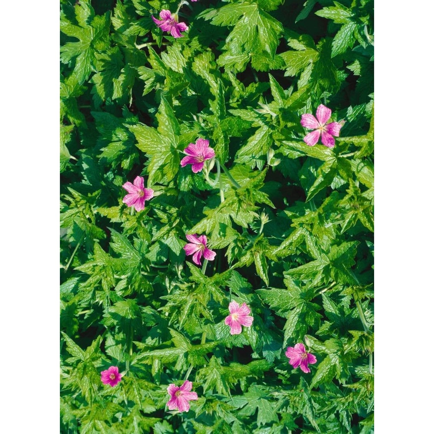 Geranium Palustre Sumpf Storchschnabel Ca. 9x9 cm Topf günstig online kaufen