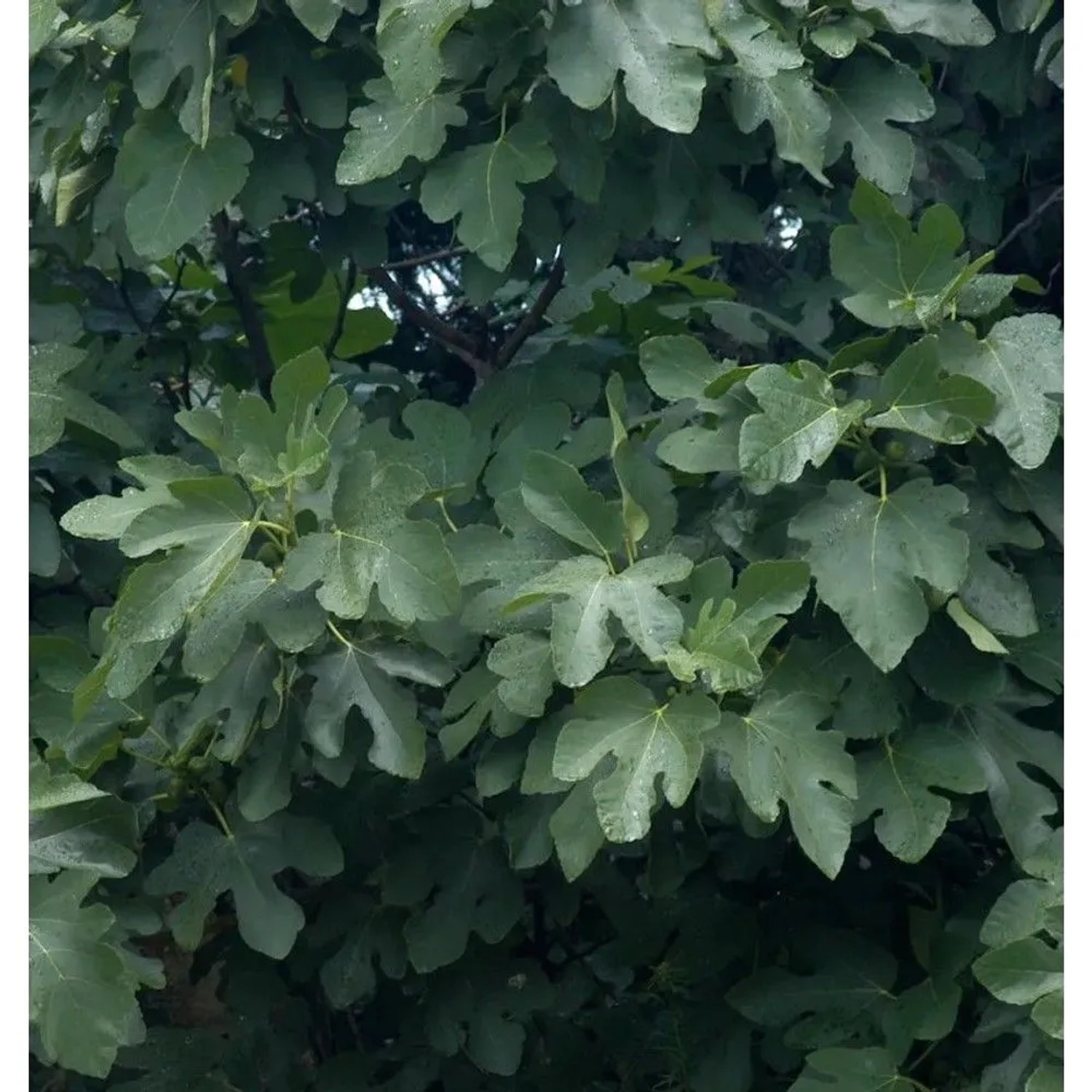 Hochstamm Schweizer Feige 100-125cm - Ficus helvetica