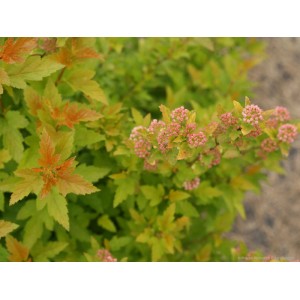 Blasenspiere Tiny Wine Gold mit gelb-rotem Laub und zarten rosa Blütenknospen.