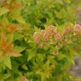 Blasenspiere Tiny Wine Gold mit gelb-rotem Laub und zarten rosa Blütenknospen.
