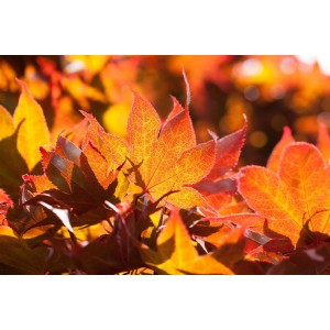 Nahaufnahme: Leuchtend rote Blätter des Japanischen Ahorn Fireglow im Sonnenlicht.