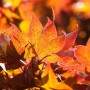 Nahaufnahme: Leuchtend rote Blätter des Japanischen Ahorn Fireglow im Sonnenlicht.
