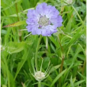 Nahaufnahme einer hellvioletten Kaukasus Skabiose (Scabiosa caucasica) im grünen Gras.
