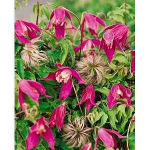 Clematis Alpina 'Ruby' mit rubinroten Blüten und grünen Blättern. Alpen-Waldrebe für Garten, Kübel und Pergola.