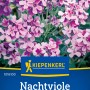 Kiepenkerl Nachtviole, violette Blütenstände der Matronenblume im Detail.