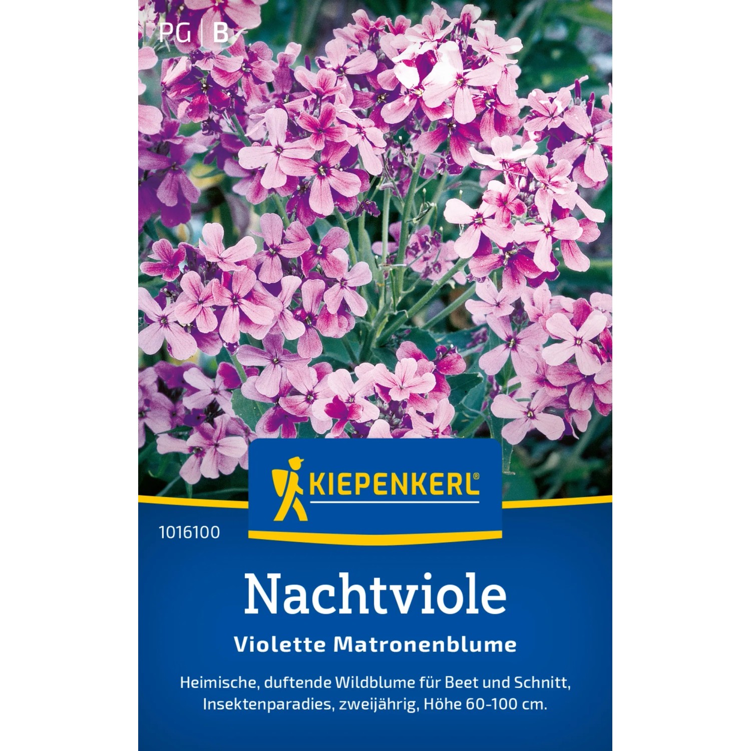 Kiepenkerl Nachtviole, violette Blütenstände der Matronenblume im Detail.