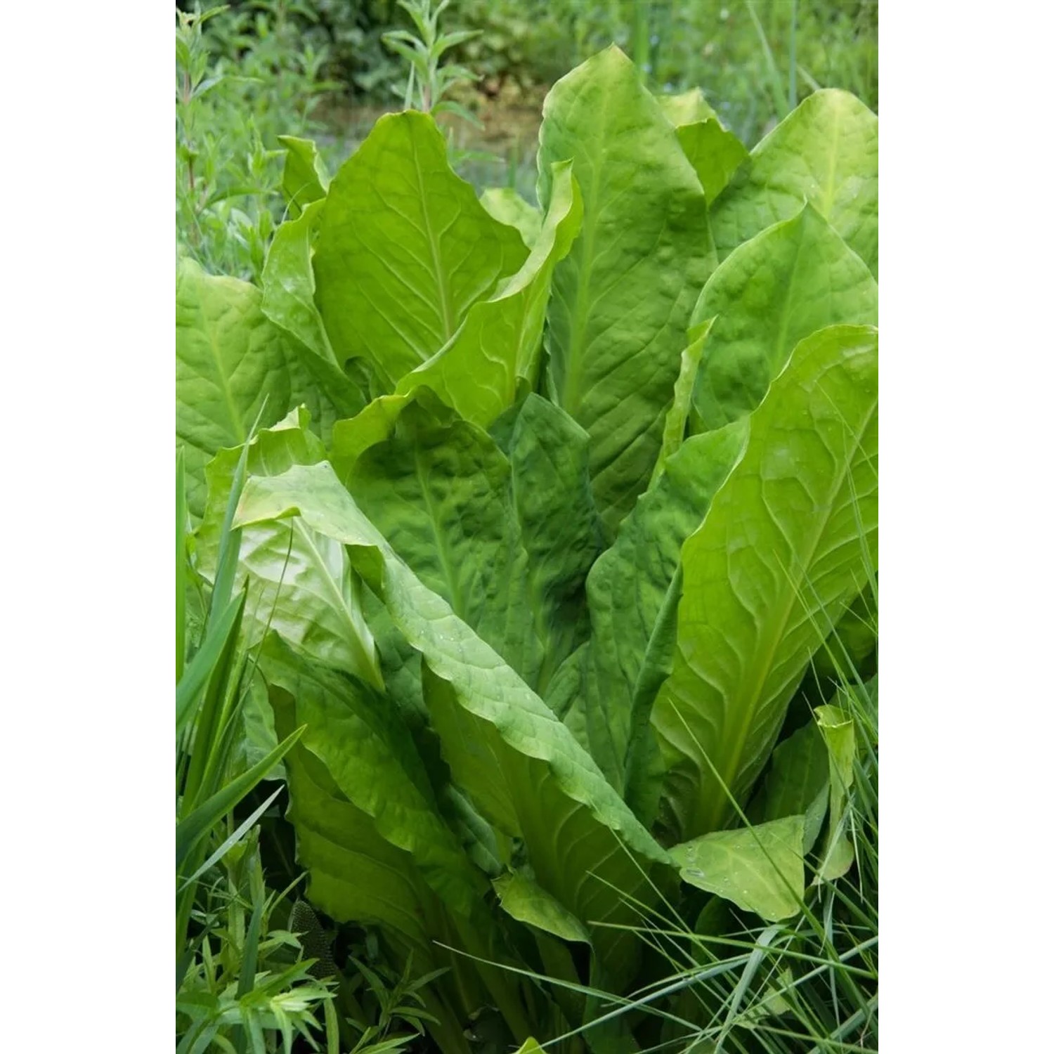 Kräftige, grüne Blätter des Kamschatka Scheinkalla (Lysichiton camtschatcensis) im Topf.