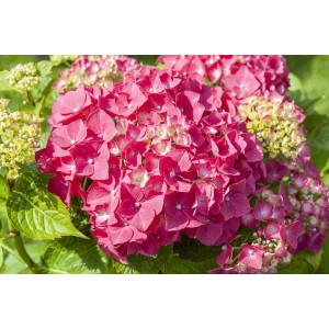 Nahaufnahme der leuchtend roten Blüten der Bauernhortensie Alpenglühen (Hydrangea macrophylla).