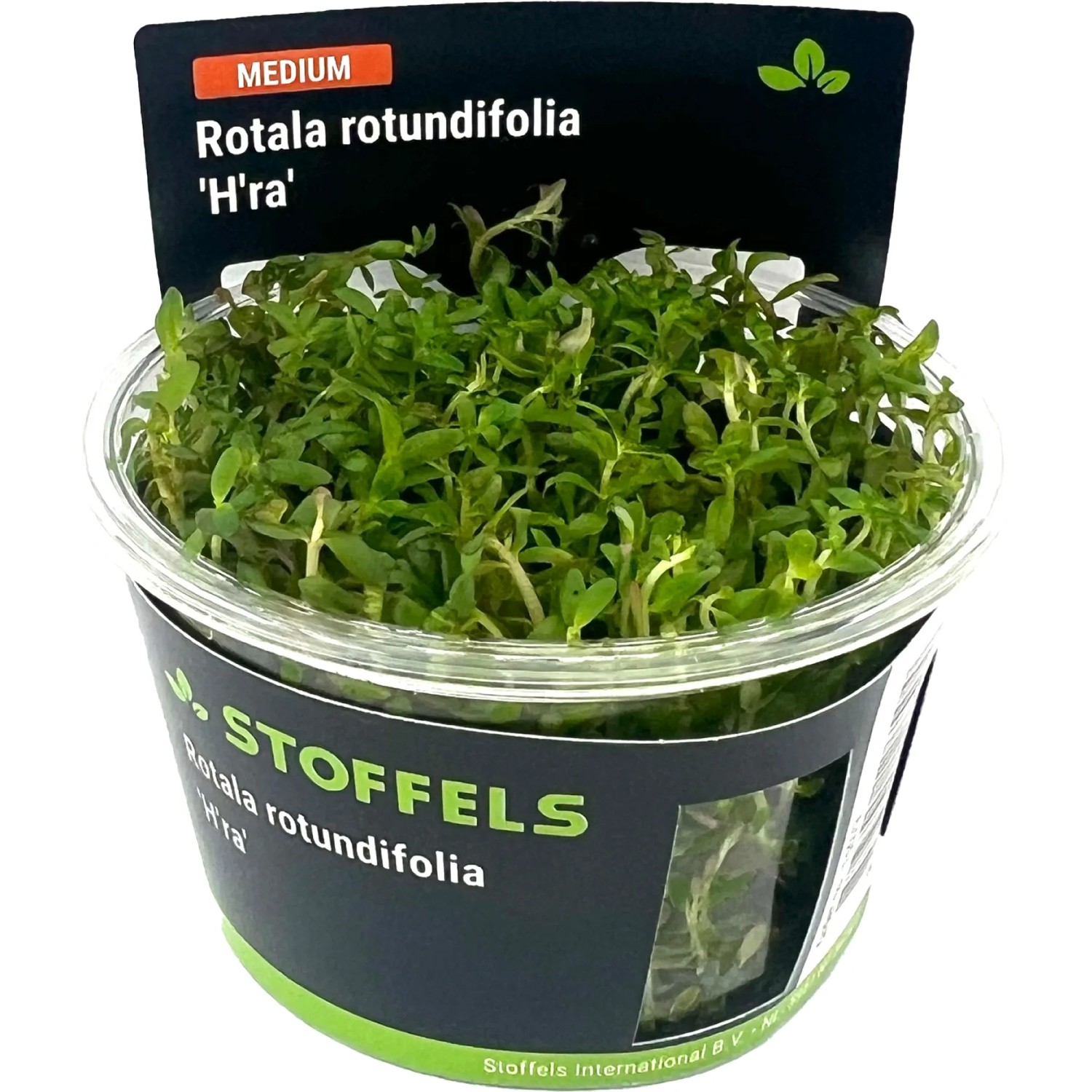Rotala rotundifolia Hra in-vitro