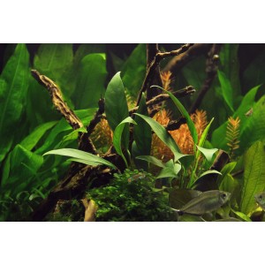 Dennerle Anubias barteri Glabra, eine grüne Aquariumpflanze für den Mittelgrund im Aquarium.