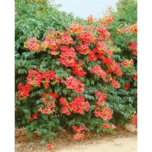 Orange Trompetenblume (Campsis Radicans Grandiflora) mit üppigen Blüten als Kletterpflanze.