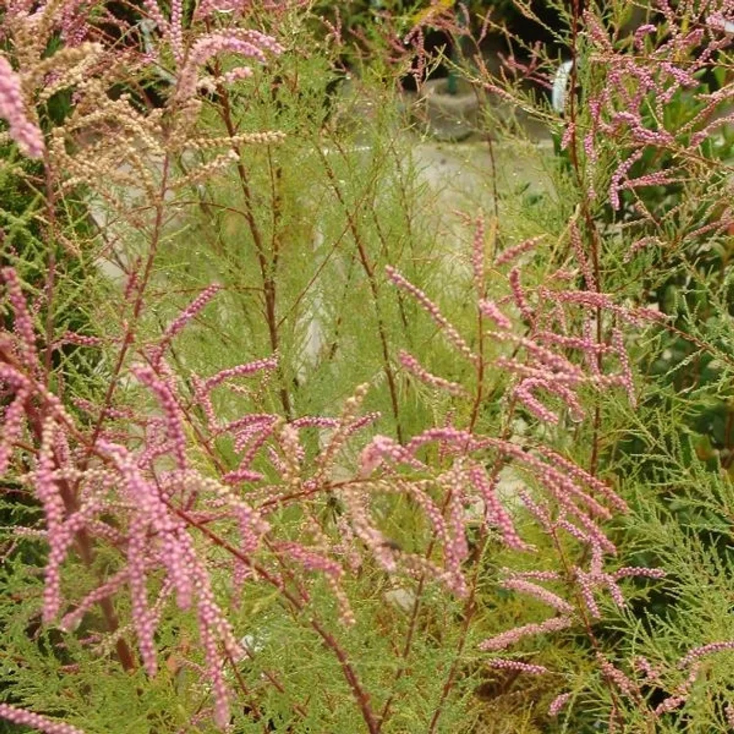 arborix Tamariske 'Pink Cascade' Tamarix Ramosissima 60 Bis 80 Cm Im Container Überhängender Wuchs