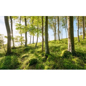 Sanders Fototapete: Landschaft mit Bäumen, Wiese und blauem Himmel.