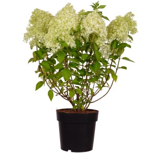 Rispenhortensie Limelight im Topf, ca. 50-60 cm hoch, mit limettengrünen Blüten.