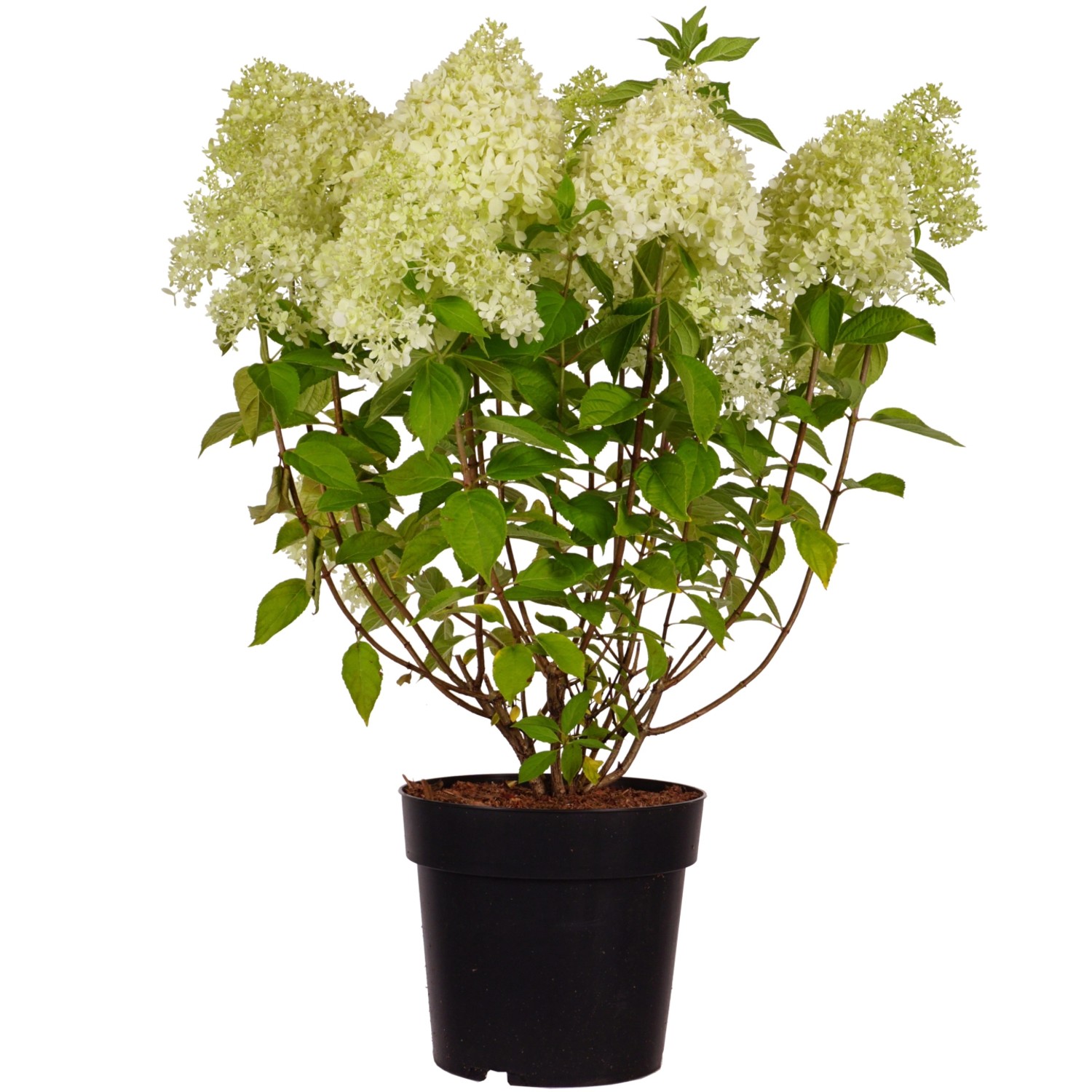 Rispenhortensie Limelight Höhe ca. 50-60 cm Topf ca. 6 l Hydrangea panicula günstig online kaufen