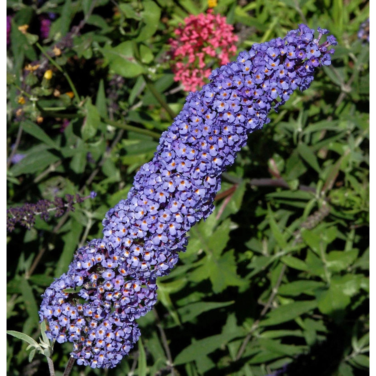 Schmetterlingsstrauch Adonis Blue 40-60cm - Buddleja günstig online kaufen