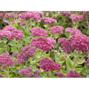 Nahaufnahme der rosafarbenen Blüten der OBI Fetthenne Herbstfreude (Sedum) im Garten.