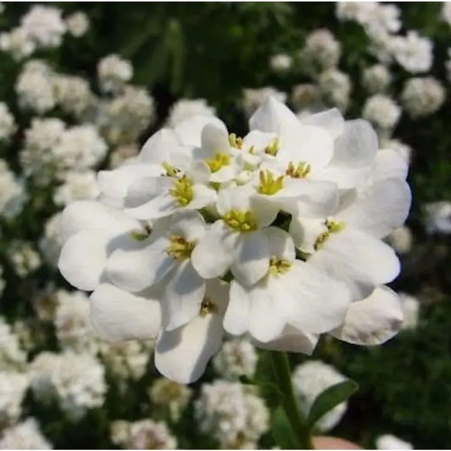 Schleifenblume Findel - Iberis sempervirens