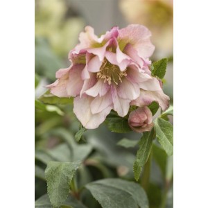 Nahaufnahme einer rosa-weißen Lenzrose (Helleborus Orientalis) im 11x11 cm Topf.