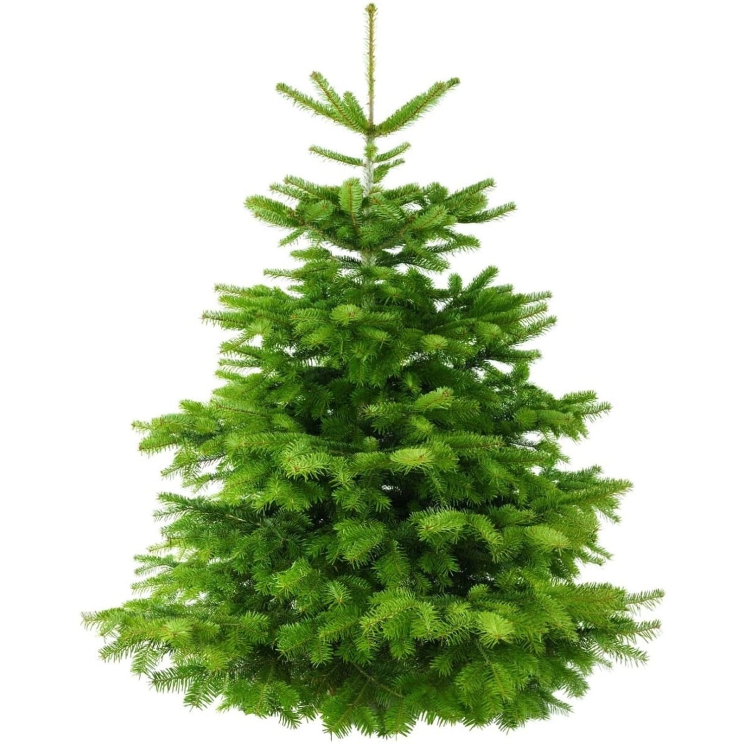 Abies Nordmanniana Nordmanntanne 160–180 cm günstig online kaufen