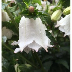Rundblättrige Glockenblume White Gem - Campanula rotundifolia