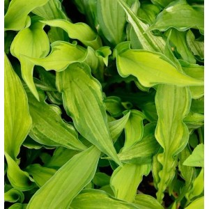 Funkie Albo - Hosta fortunei