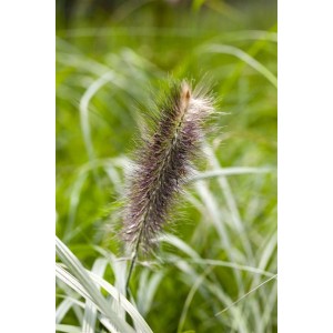 Detailaufnahme eines Lampenputzergras (Pennisetum) mit federartiger Blüte vor grünem Hintergrund.
