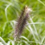 Detailaufnahme eines Lampenputzergras (Pennisetum) mit federartiger Blüte vor grünem Hintergrund.