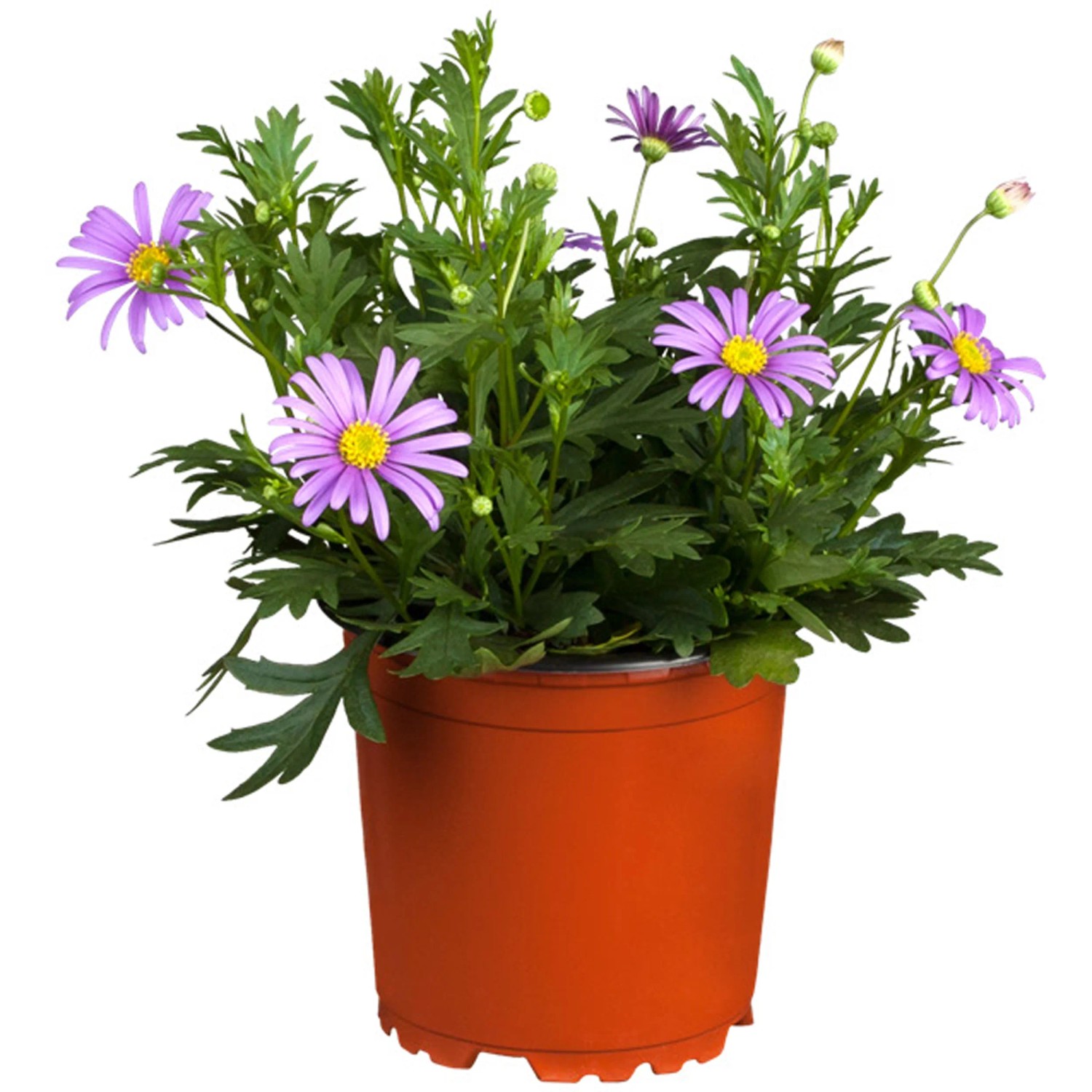 Blaues Gänseblümchen, T12, Brachyscome multifida
