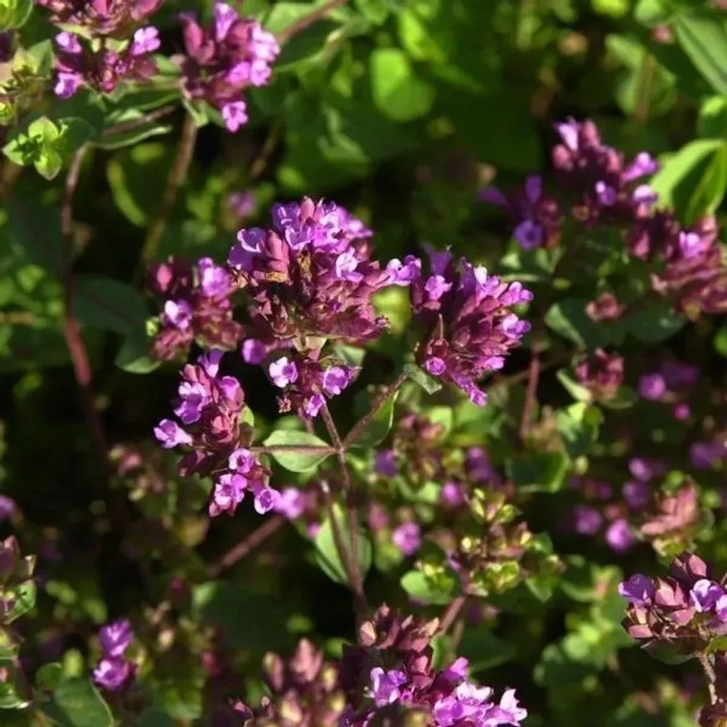 Oregano Hopley - Origanum,aevigatum