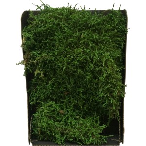 Grünes Dekomoos in schwarzer Box (22x15x5cm) für Weihnachtsdeko und Bastelarbeiten.