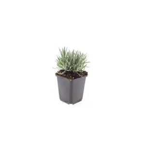 Weisser Provence Lavendel 'Edelweiss' im 9cm Topf. Duftender, winterharter Bodendecker.