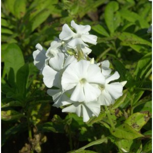 Nahaufnahme der weißen Blüten der Hohen Flammenblume (Phlox Paniculata) Pax.