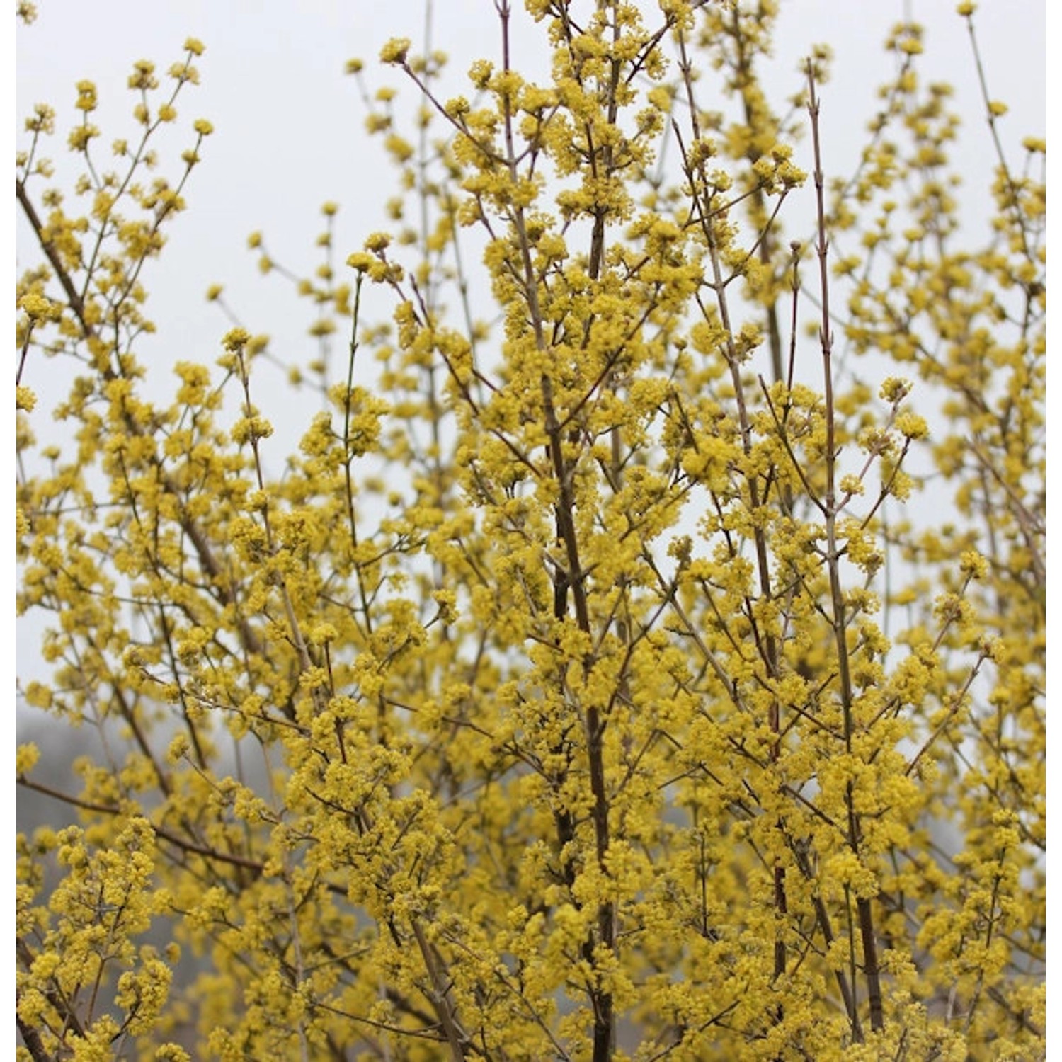 Gold Kornelkirsche 40-60cm - Cornus mas günstig online kaufen