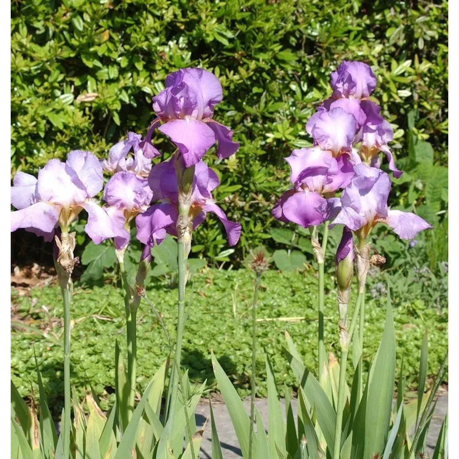 Schwertlilie Amethyst Flame - Iris barbata
