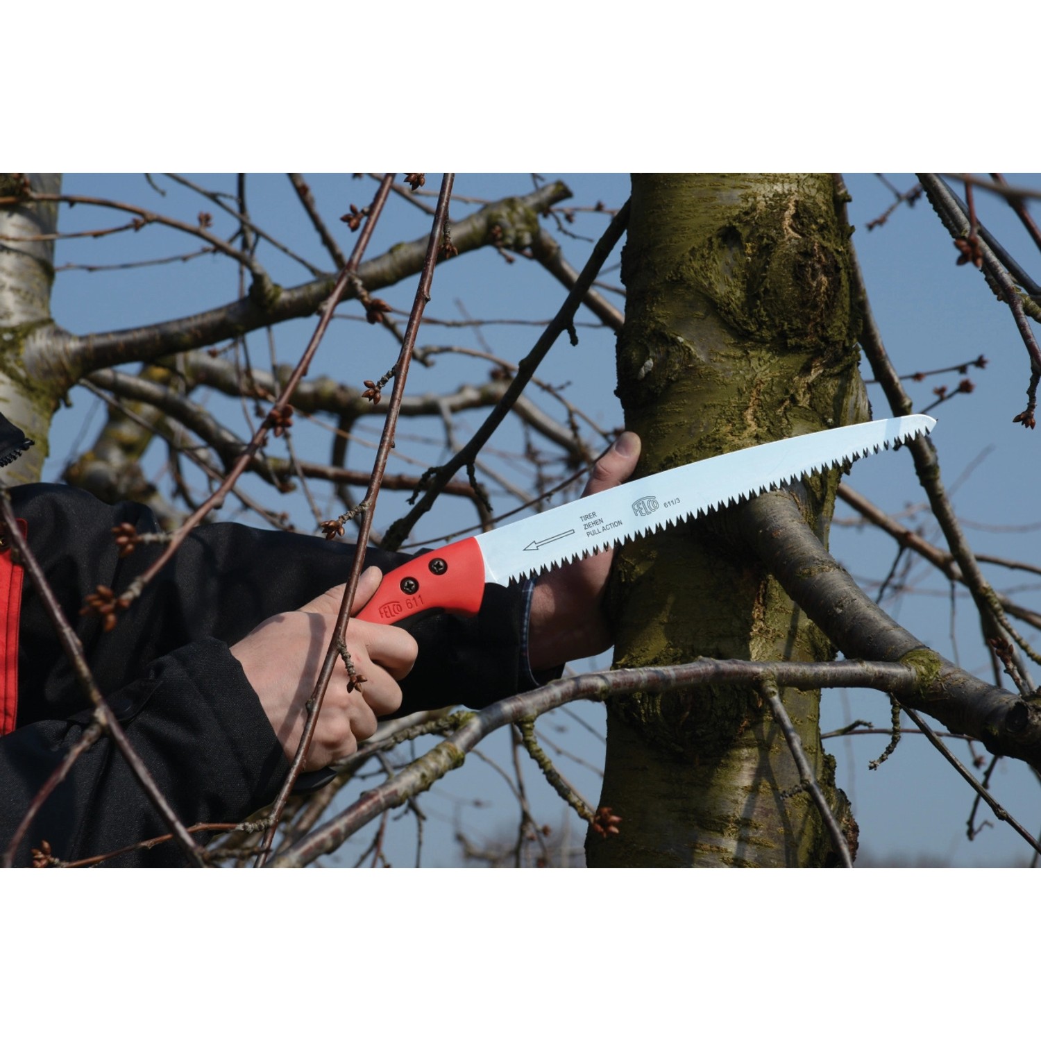 Felco Baumsäge 611 in Aktion: Ast wird mit der Gartensäge durchtrennt.