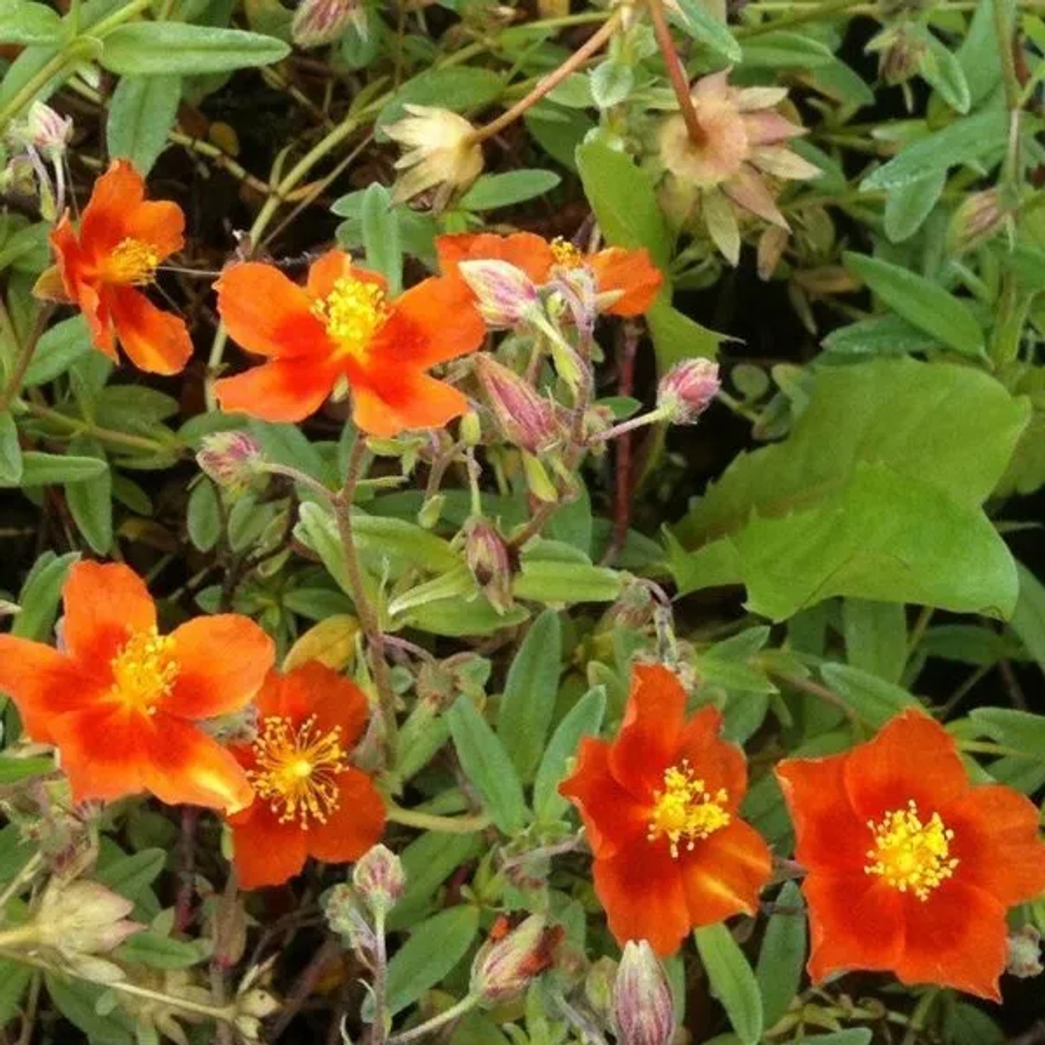 6 x Sonnenröschen 'Bronzeteppich' Helianthemum Topf 9cm Beetrandpflanze