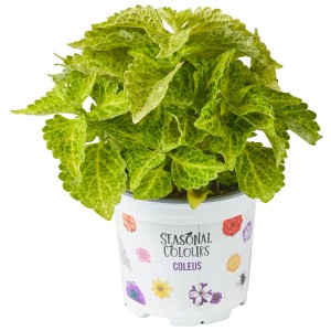 Buntnessel im Topf, Sorte mit grün-gelben Blättern. Dekorative Blattschmuckpflanze für Balkon und Garten.