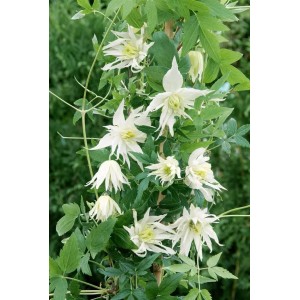 Foto der Clematis Alpina Albina Plena mit weißen Blüten und grünen Blättern.