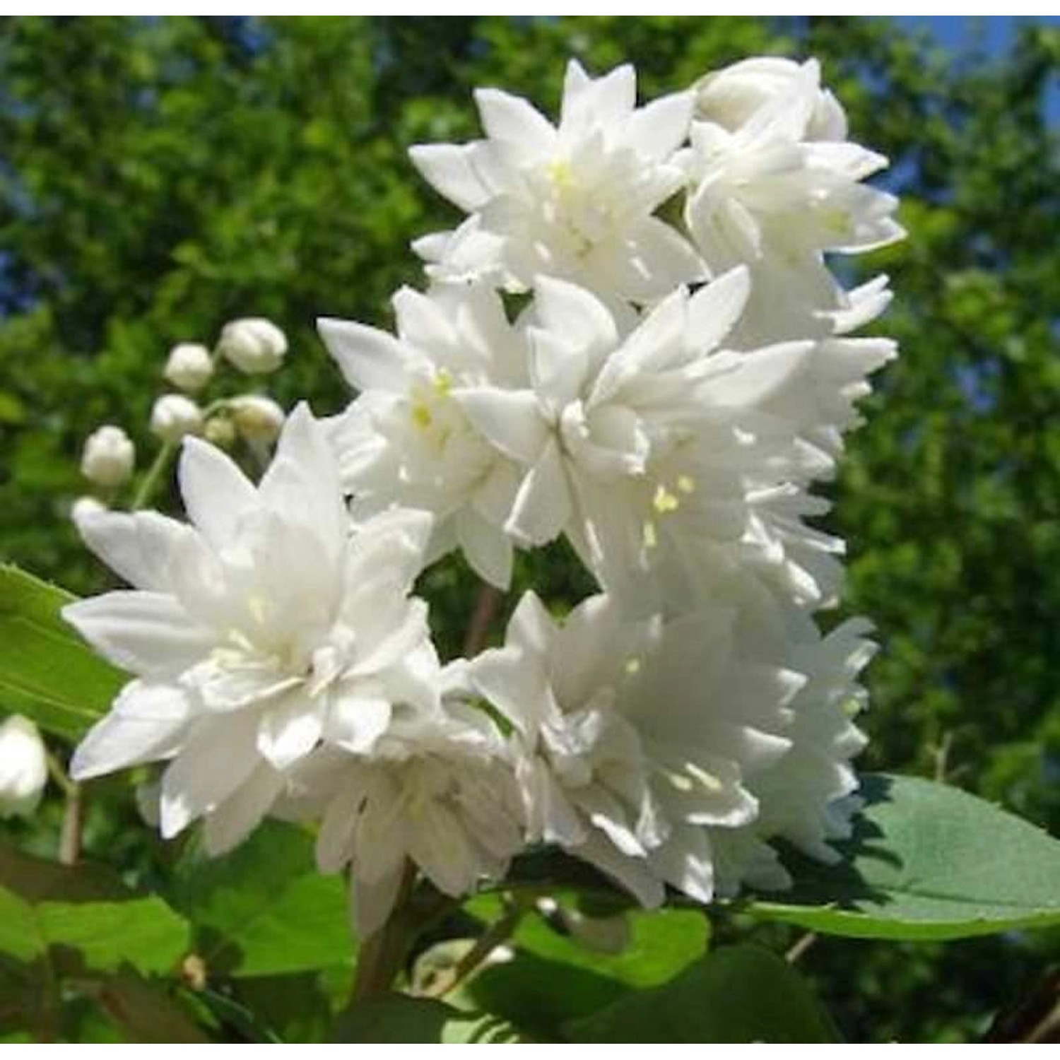 Gefüllter Sternchenstrauch Pride of Rochester 80-100cm - Deutzia scabra günstig online kaufen